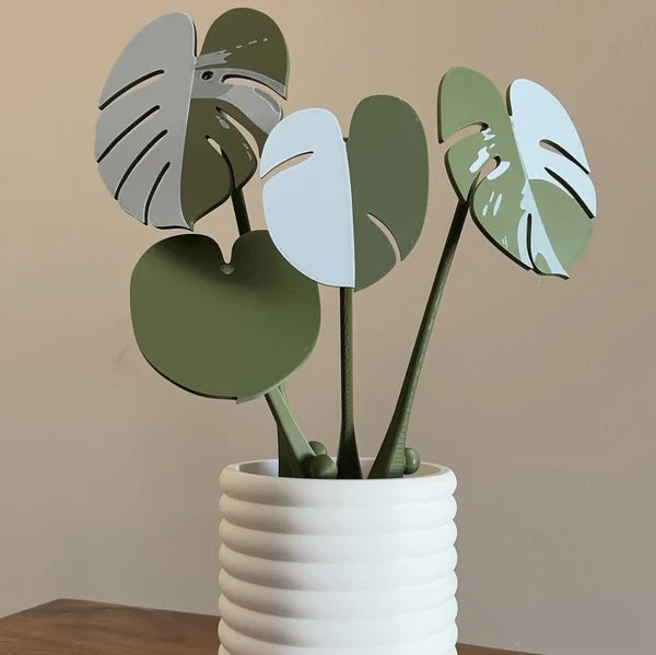 Funny Monstera Albo Coaster Plant