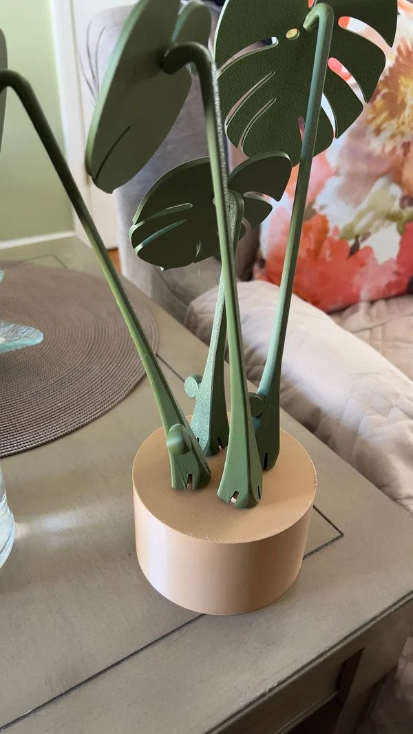 Funny Monstera Albo Coaster Plant